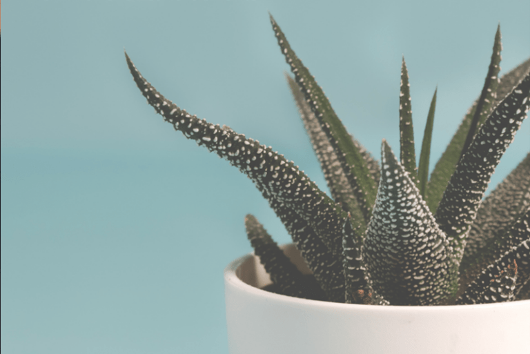 Aloe Vera und Mundgesundheit – hilft die Pflanze auch bei Parodontitis?